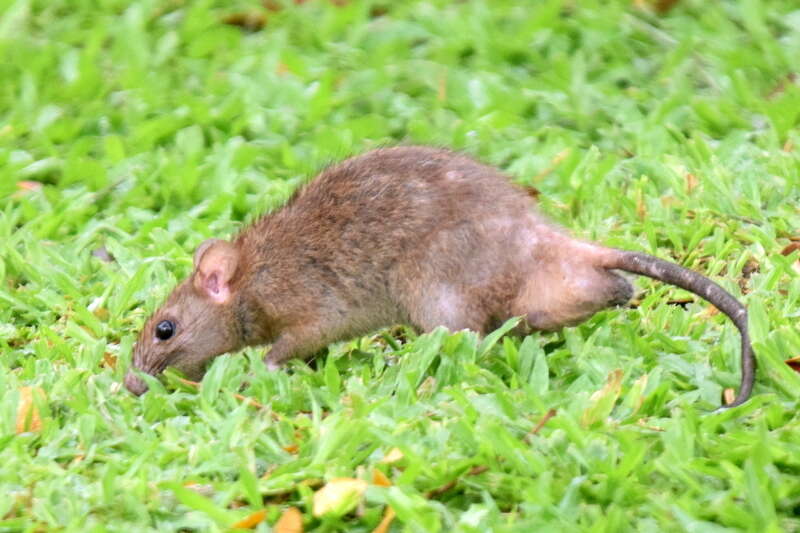 Image of Oriental House Rat