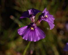 Image of Utricularia beaugleholei R. J. Gassin