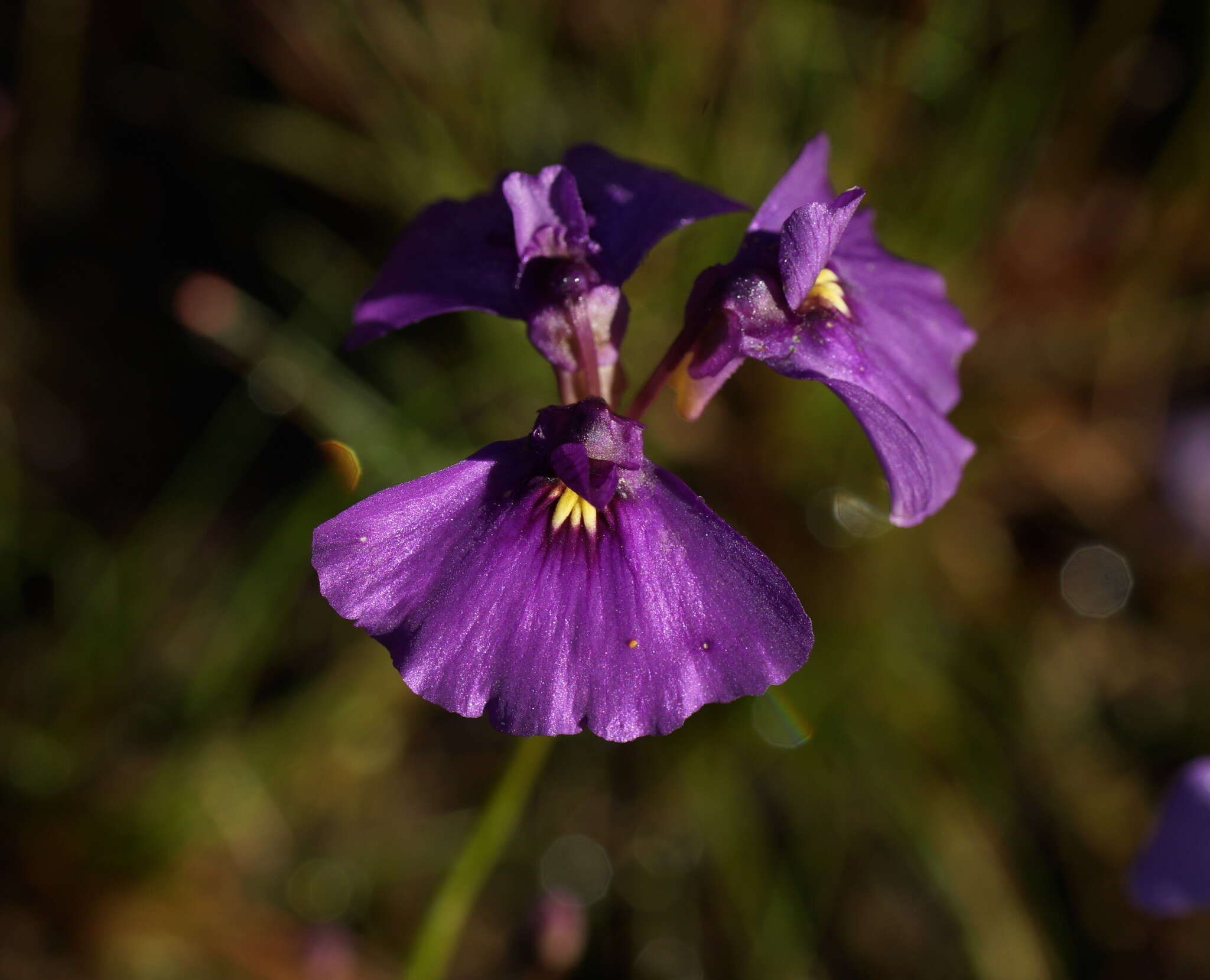 Image of Utricularia beaugleholei R. J. Gassin