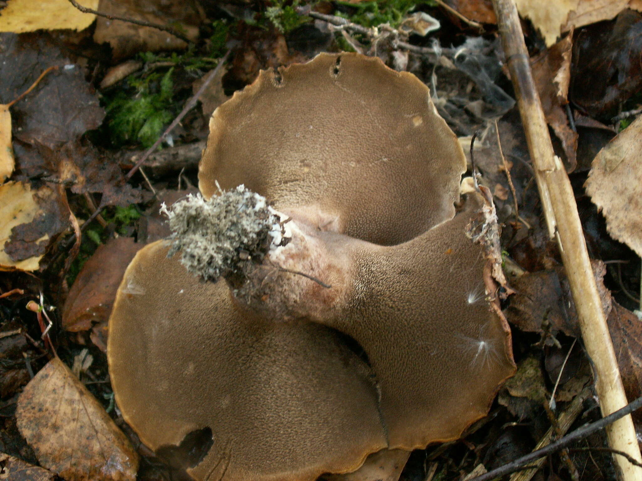 Слика од <i>Hydnellum scabrosum</i>