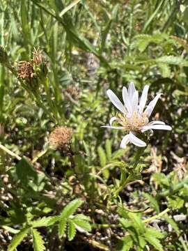 Imagem de Symphyotrichum lentum (Greene) G. L. Nesom