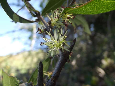 صورة Forestiera macrocarpa Brandegee