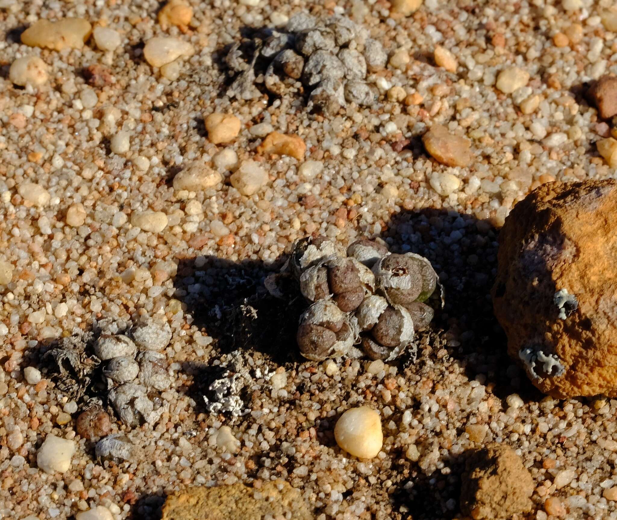 Image of Conophytum minusculum subsp. minusculum