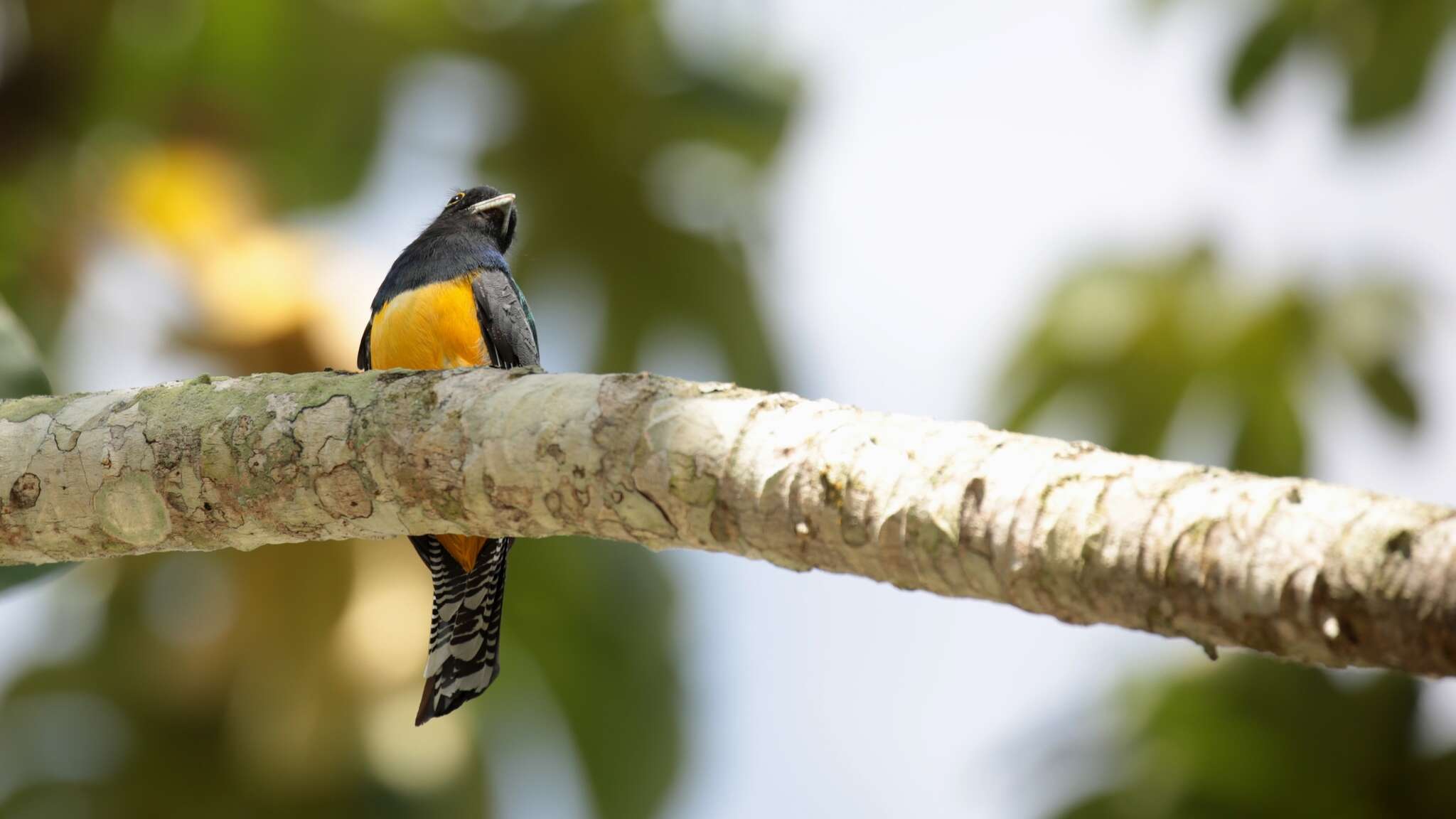 Image of Gartered Trogon