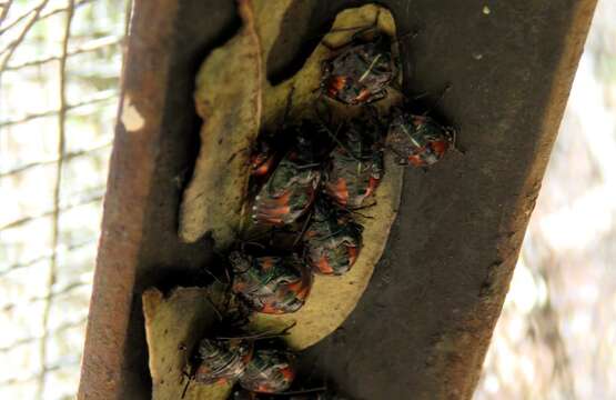 Image of Sastragala versicolor Distant 1910