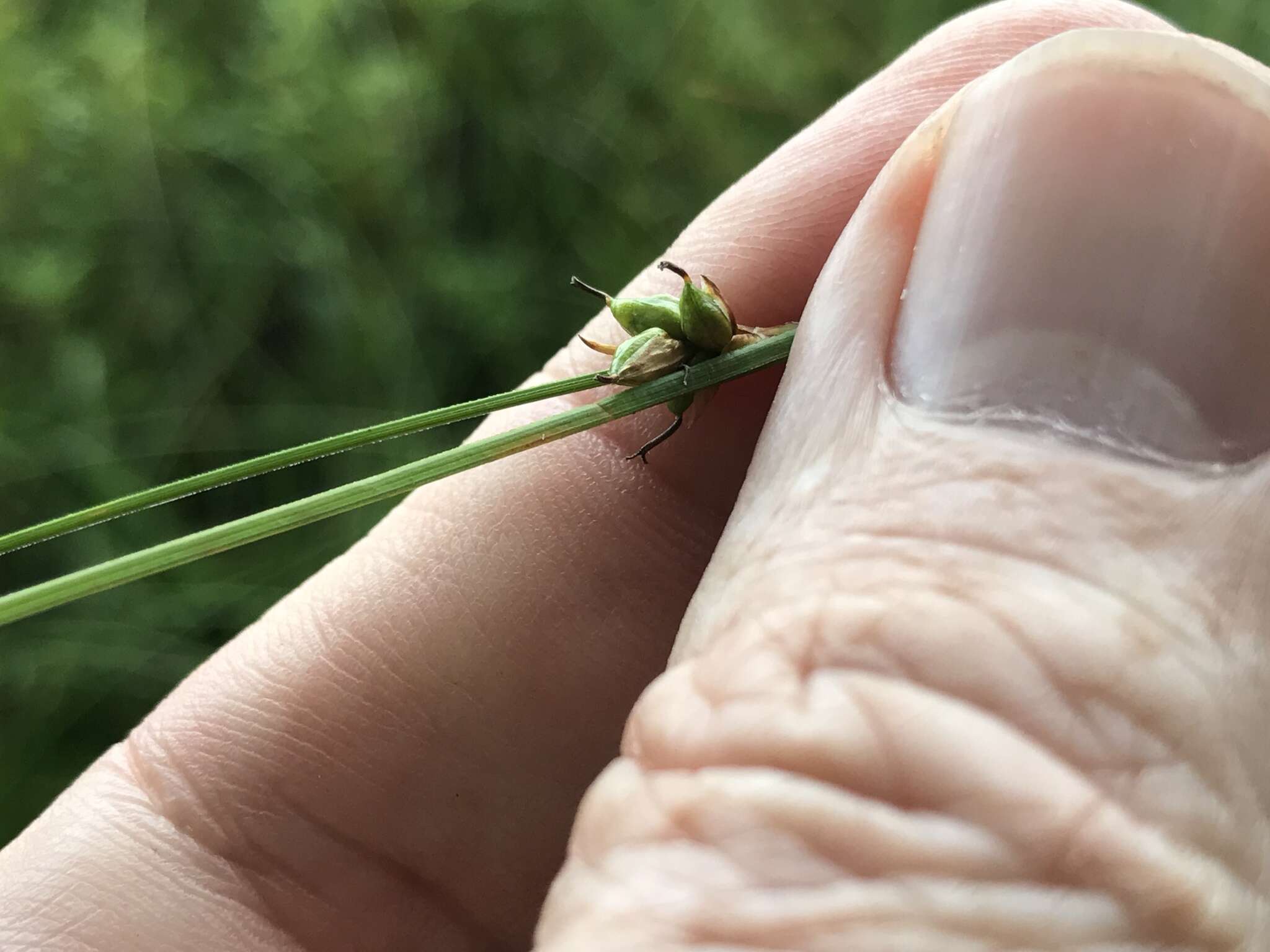 Image of Fewseed sedge