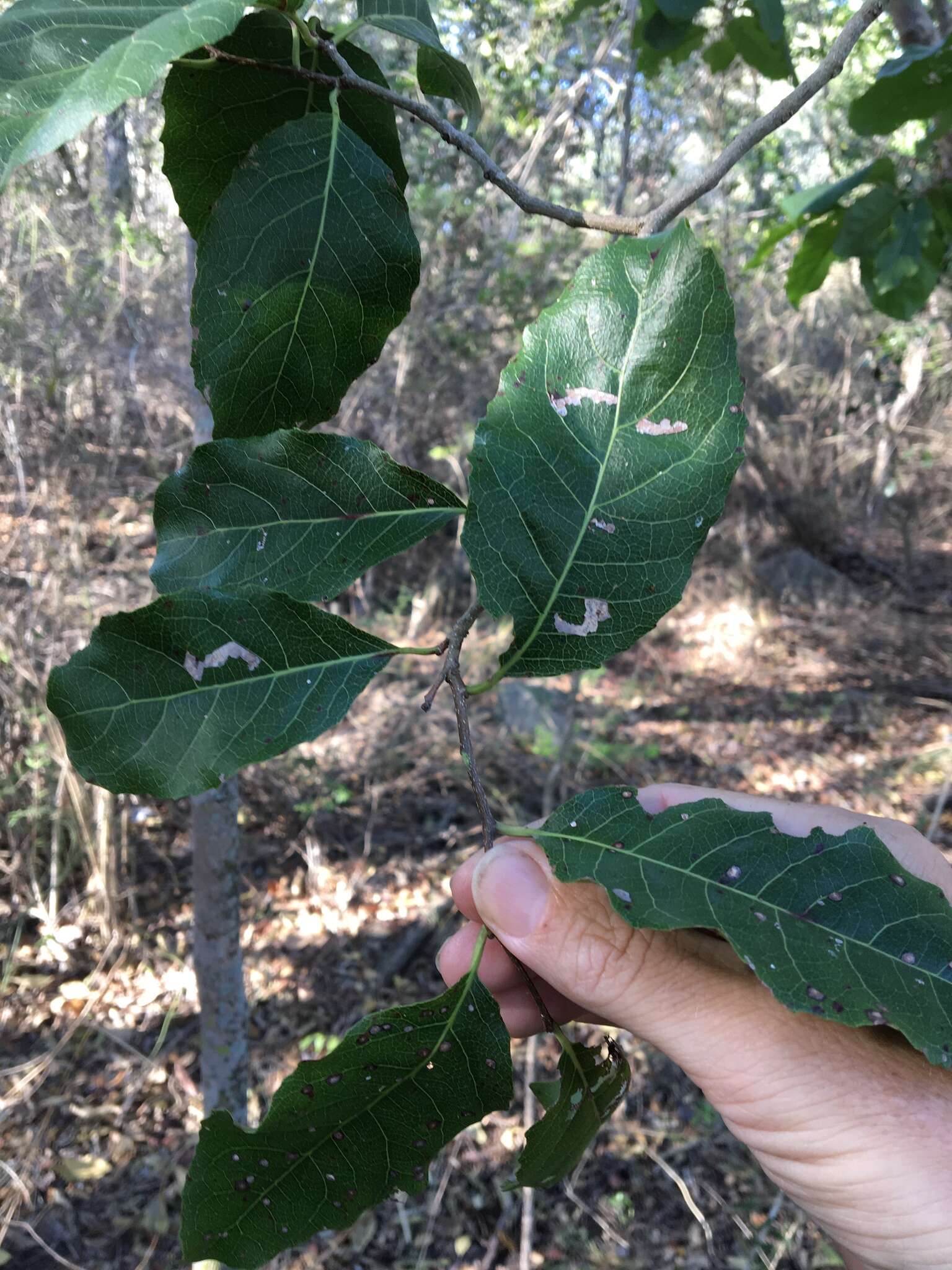 Image of Homalium alnifolium F. Müll.