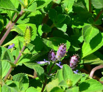 Image de Plectranthus neochilus Schltr.