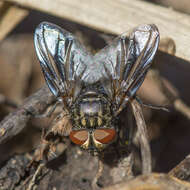 Image of Phasia subcoleoptrata (Linnaeus 1767)