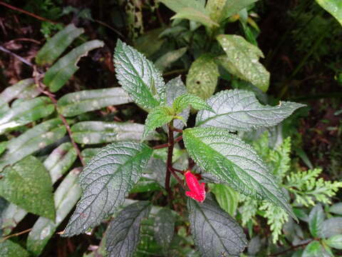 Image of Kohleria inaequalis (Benth.) Wiehler