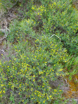 Image of Anthyllis hermanniae subsp. corsica