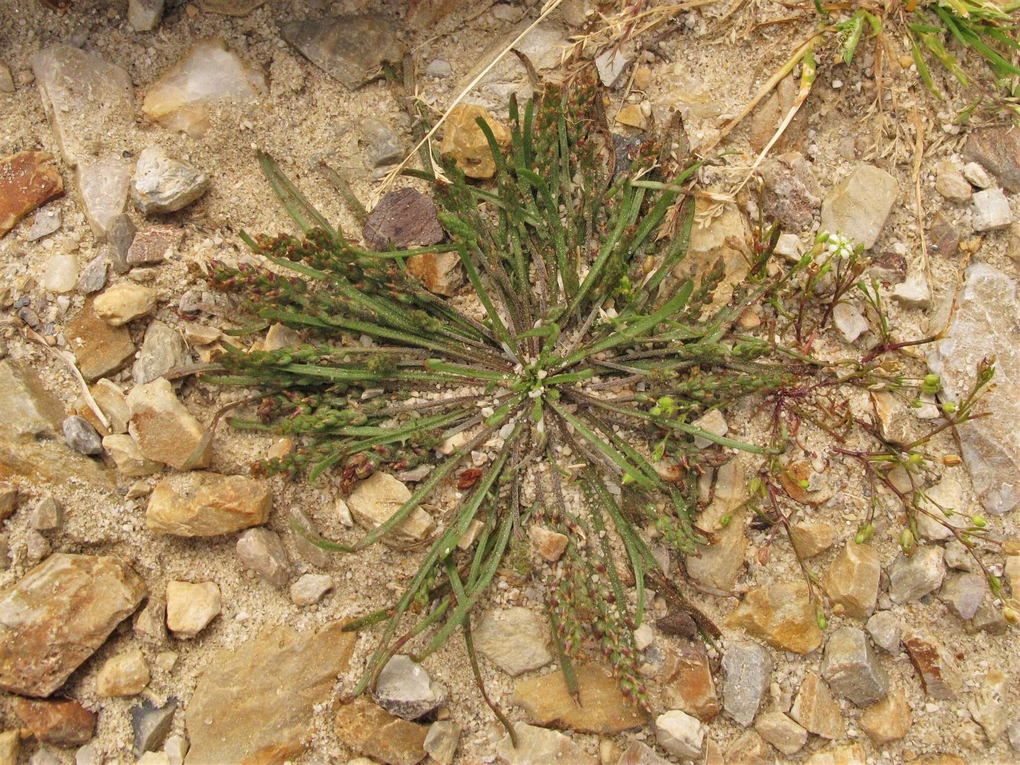 Image of Slender Plantain