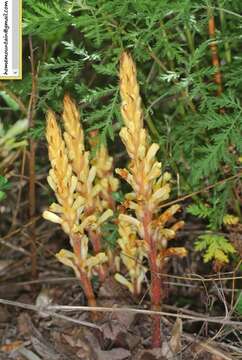 Orobanche pycnostachya Hance resmi