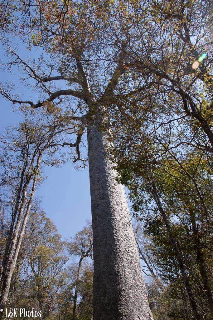 Image of Grandidier’s baobab