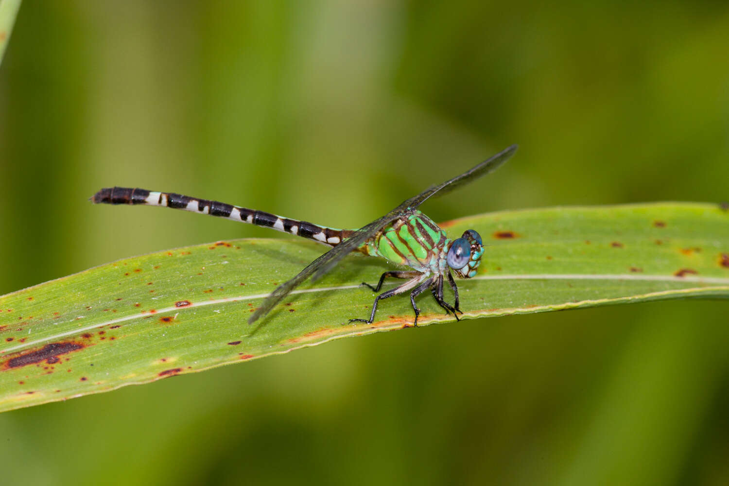 Image of Blue-faced Ringtail