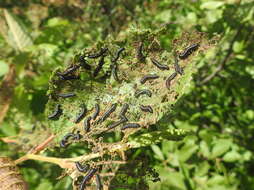 Image of Alder Flea Beetle