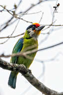 Image of Golden-throated Barbet