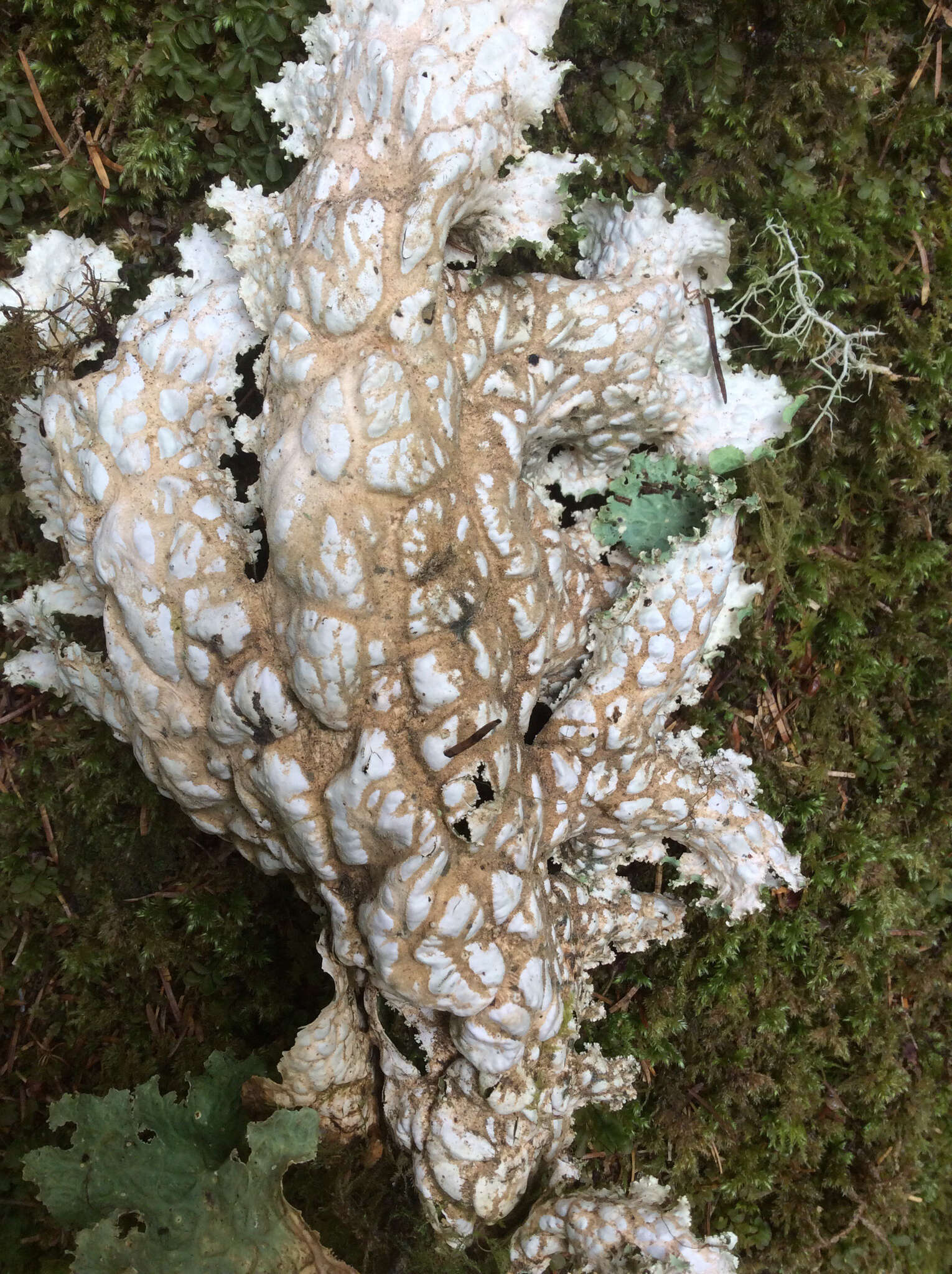 Image of Oregon lung lichen