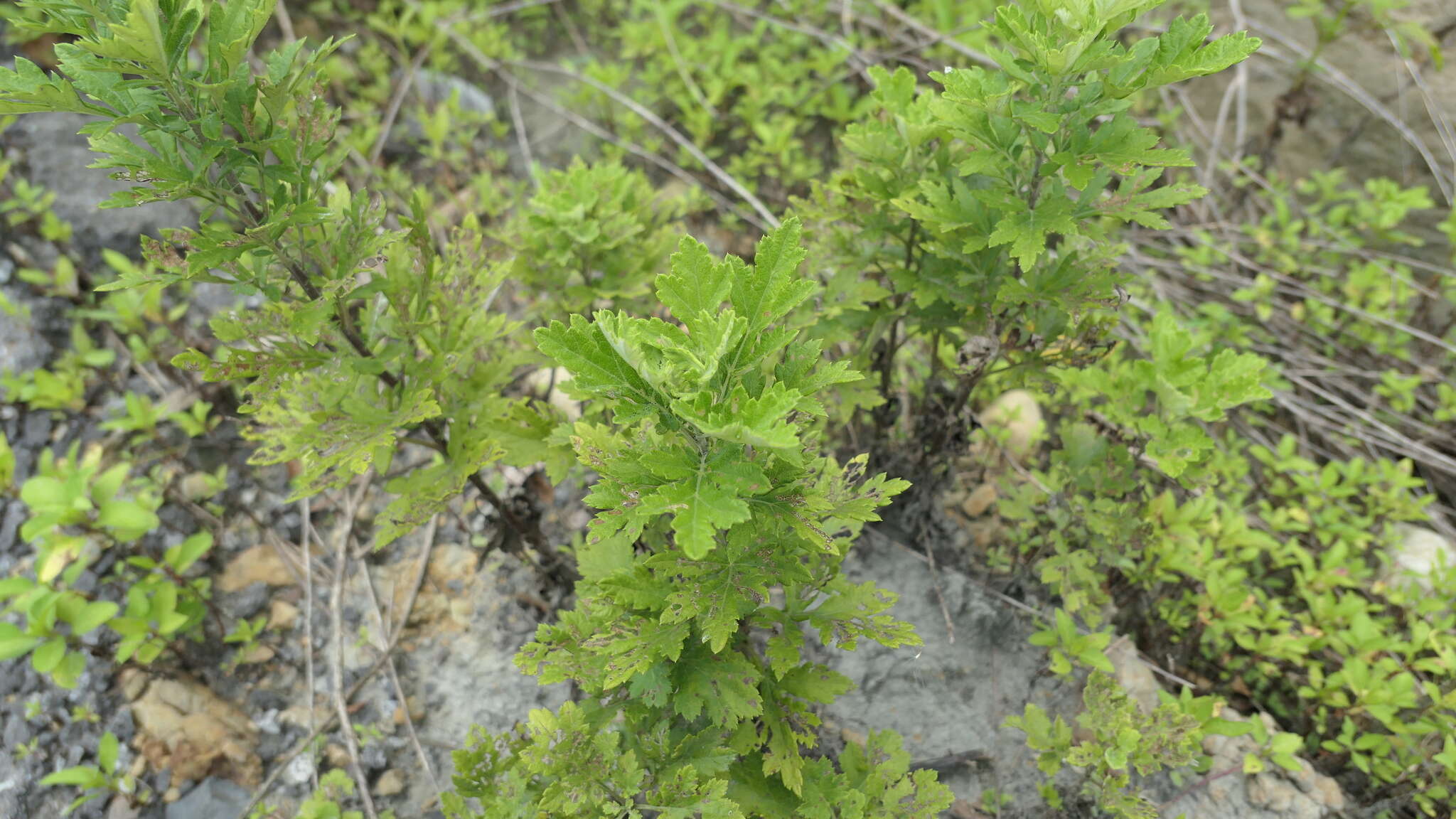 Image of Chrysanthemum lavandulifolium var. tomentellum Hand.-Mazz.