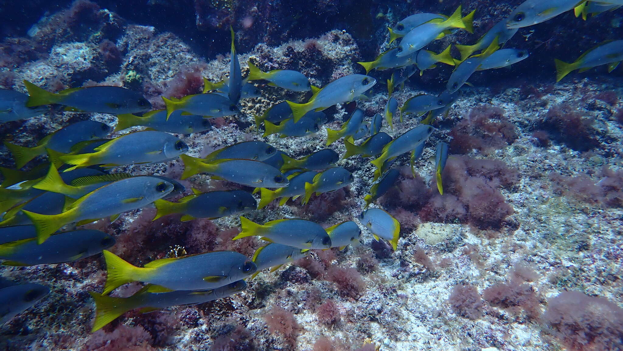 Image de Grondeur bouche d&#39;or