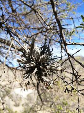 Image de Cordia decandra Hook. & Arn.