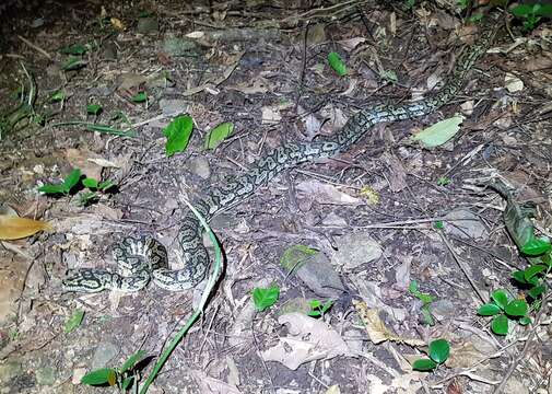 Image of Morelia spilota cheynei Wells & Wellington 1984