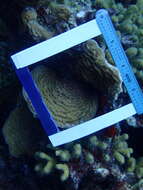 Image of Tube Coral