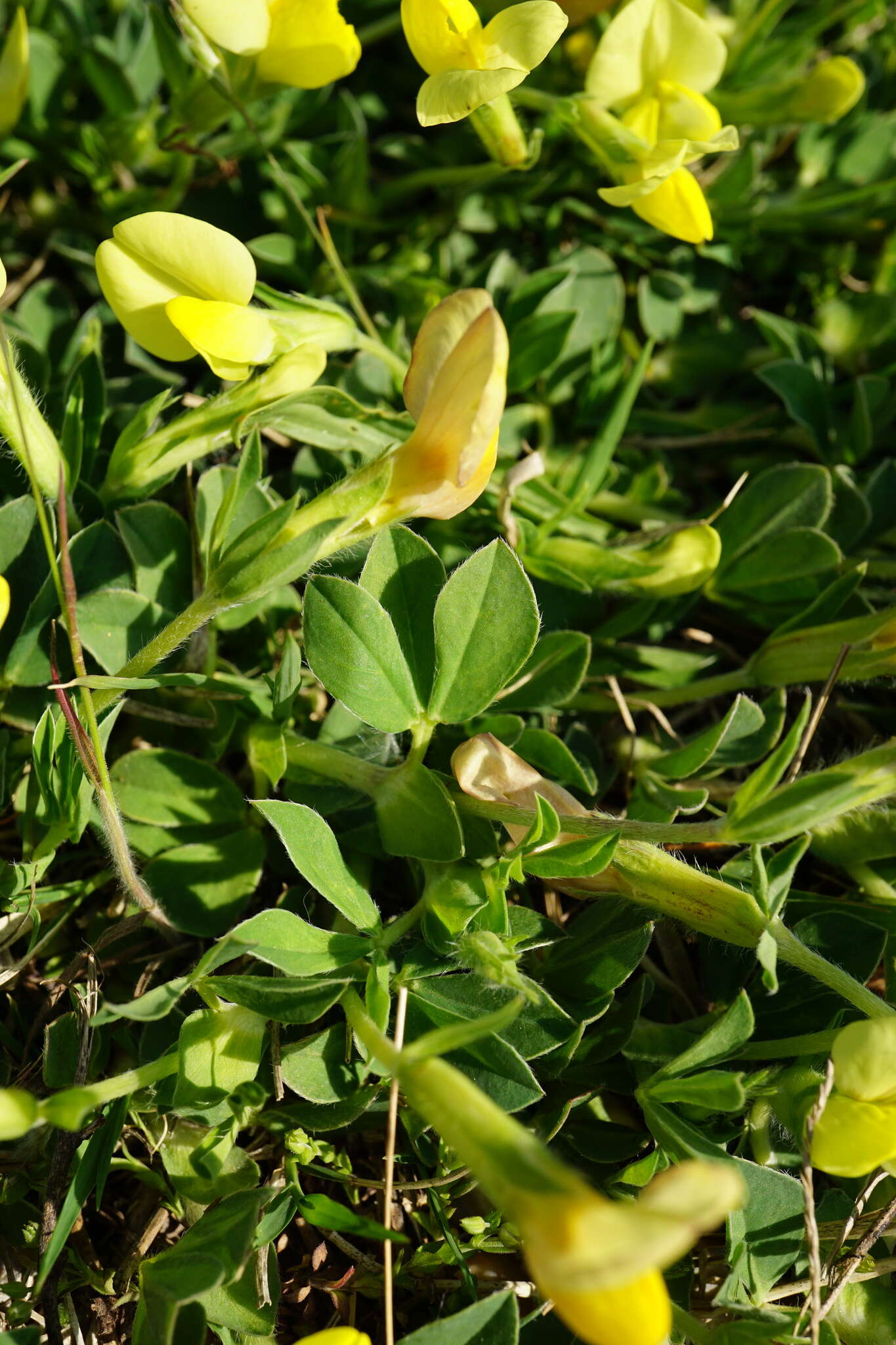 Image of dragon's teeth