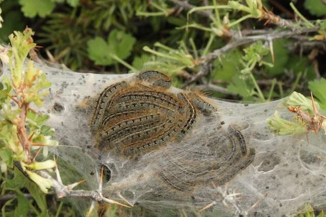 Malacosoma californica Packard 1864的圖片