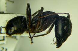 صورة Camponotus sanctus Forel 1904