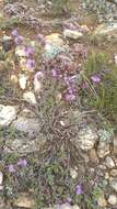 Image of Thymus baicalensis Serg.