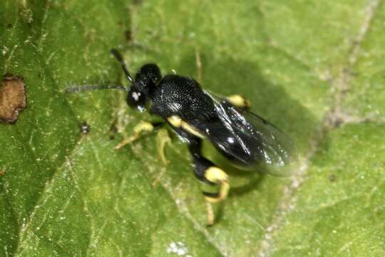 Image de Brachymeria minuta (Linnaeus 1767)