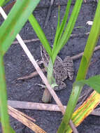 Image of Plains Leopard Frog