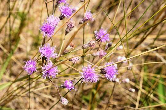 Image of Vernonia incana Less.