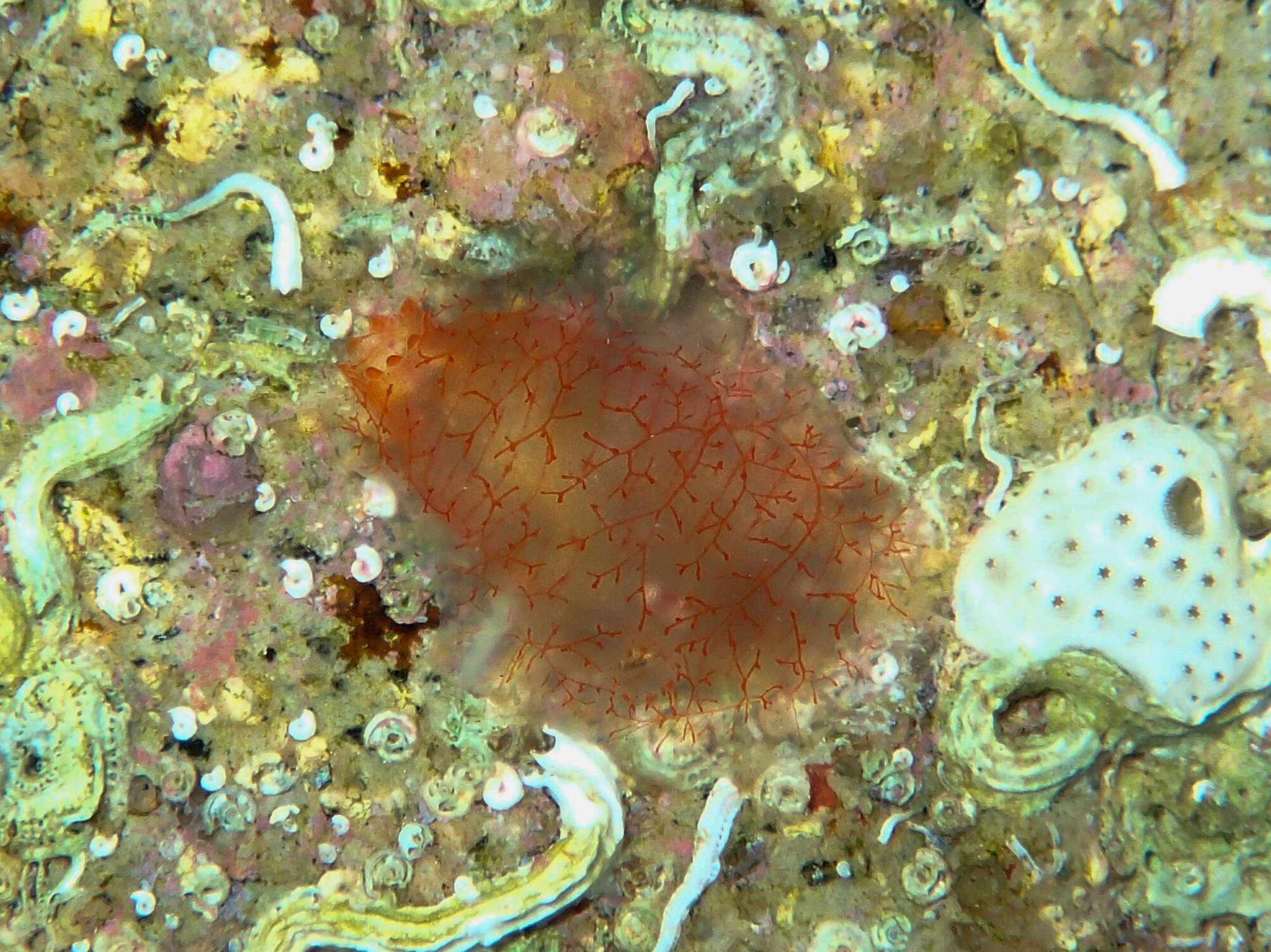 Image of Ascidia mentula Müller 1776