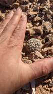 Image of Brady's Hedgehog Cactus