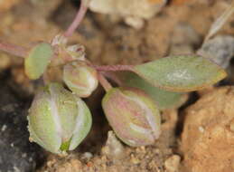 Image of Thick-Leaf Drymary