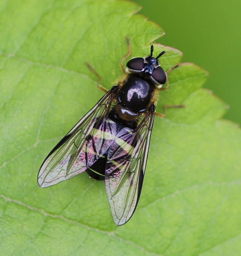 Image of Dasysyrphus tricinctus (Fallen 1817)