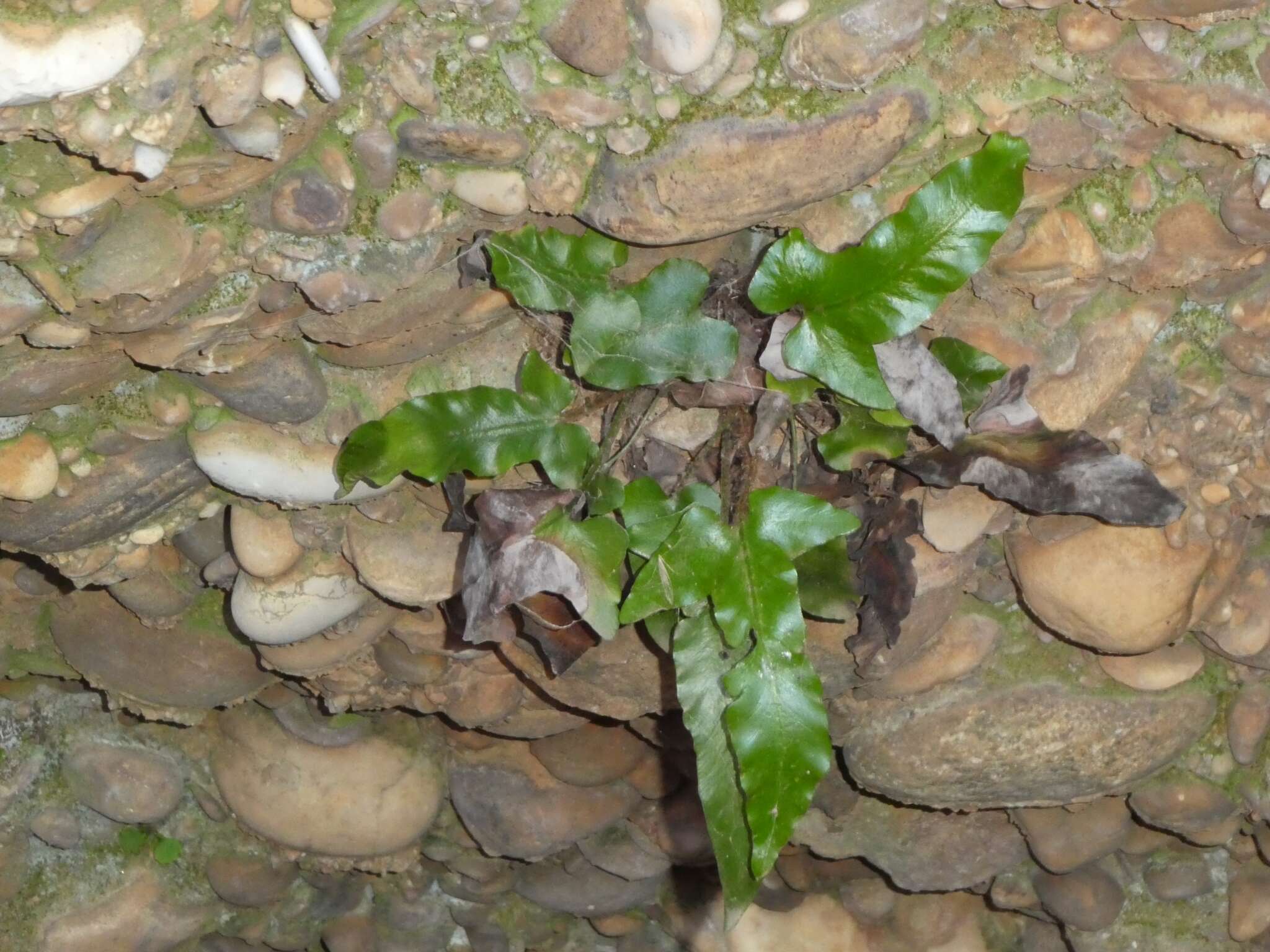 Image of Asplenium sagittatum (DC.) A. J. Bange