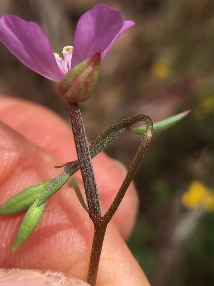 Image of Waltham Creek clarkia