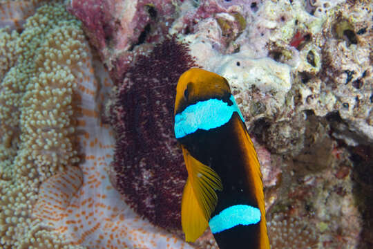 Image of Orange-fin anemonefish