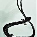 Image of Cerro Grande worm Salamander