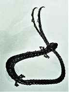 Image of Cerro Grande worm Salamander