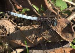 Image of Orthetrum azureum (Rambur 1842)