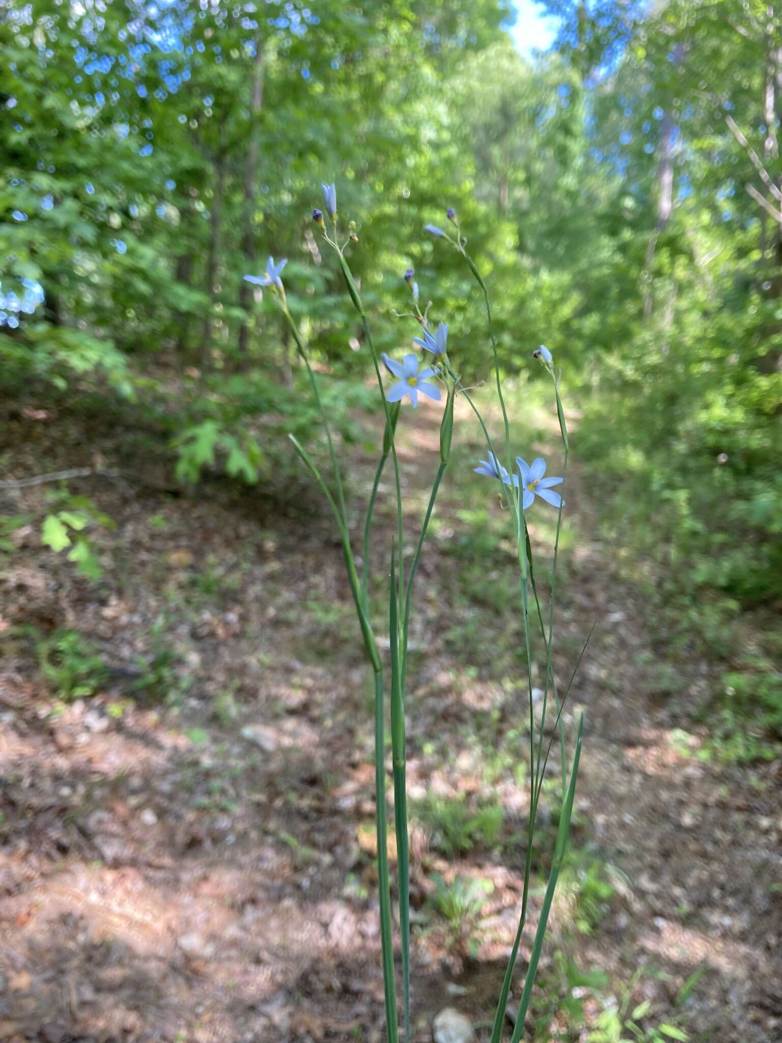 Sisyrinchium nashii E. P. Bicknell的圖片