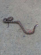 Image of Rat snakes