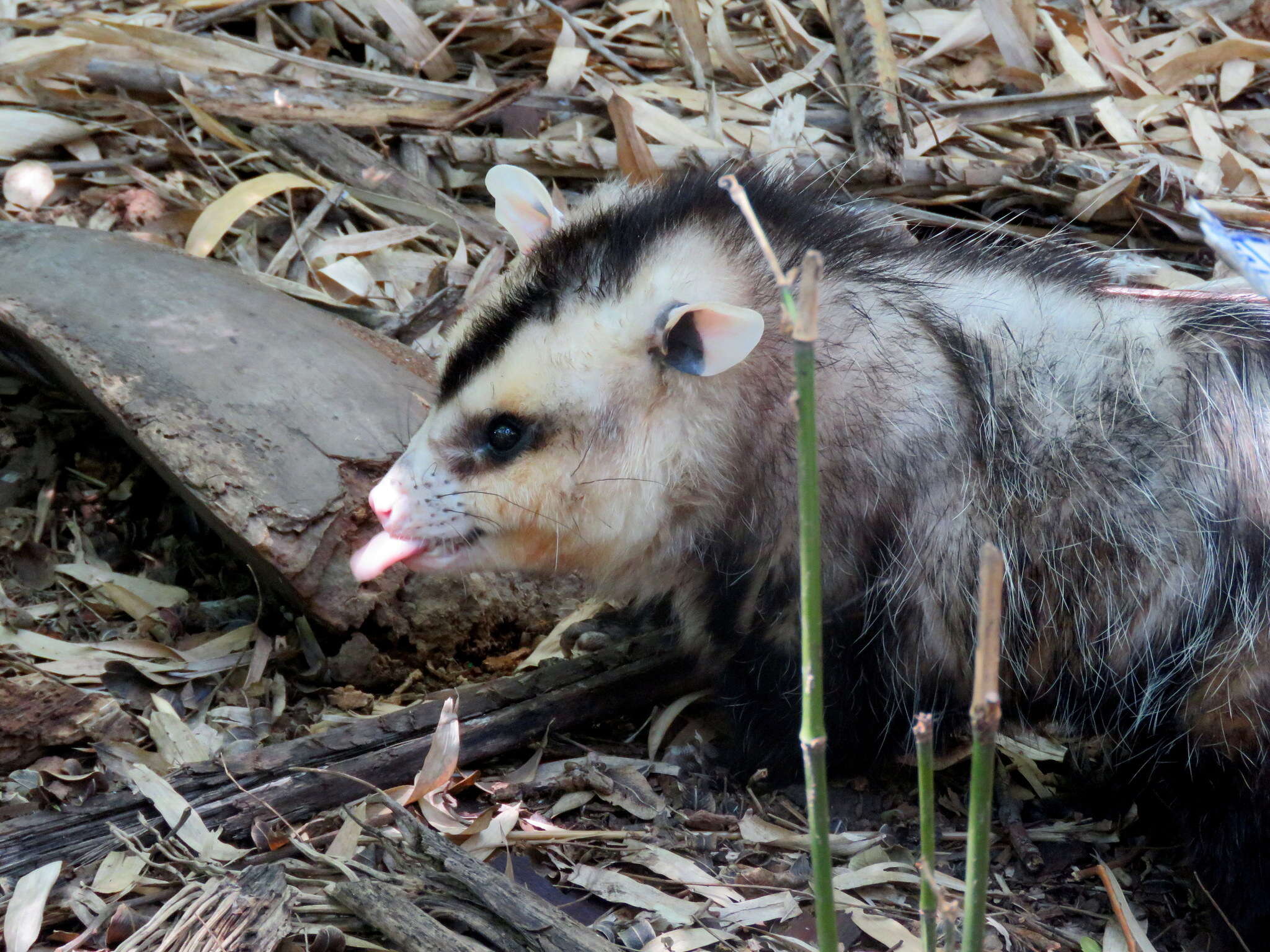 Image of White-eared Opossum