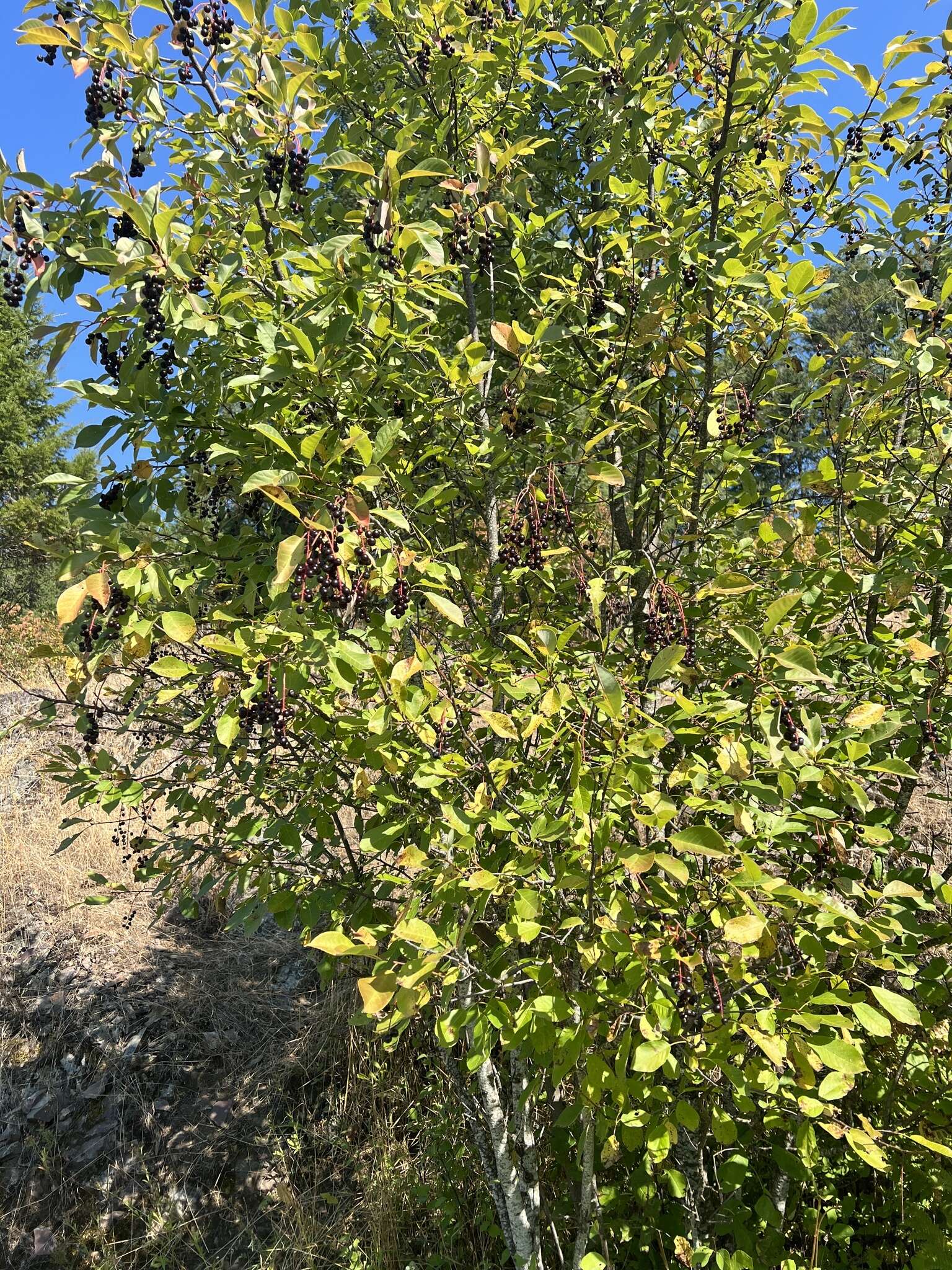 Imagem de Prunus virginiana var. melanocarpa (A. Nels.) Taylor & Mac Bryde