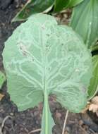 Image of Phytomyza lactuca Frost 1924