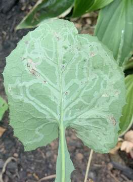 Image of Phytomyza lactuca Frost 1924